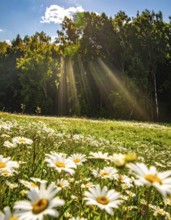A sunlit meadow with daisies against a forest backdrop under a blue sky, Late summer country