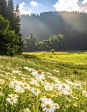 A sunlit meadow with daisies against a forest backdrop under a blue sky, Late summer country