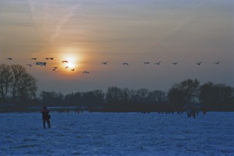 People walk across ice rink, sunset, swarm of swans flying by, frozen Elbe, Bleckede, Lower Saxony,