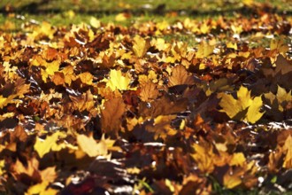 Autumn leaves in a meadow, October, Germany