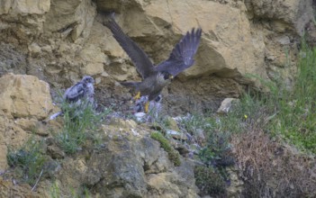 Peregrine falcon (Falco peregrinus), adult female taking off from Felsenhorst after feeding
