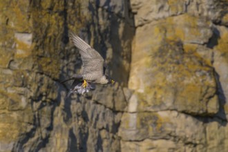 Peregrine falcon (Falco peregrinus), adult female flying with prey in picturesque rocky scenery,