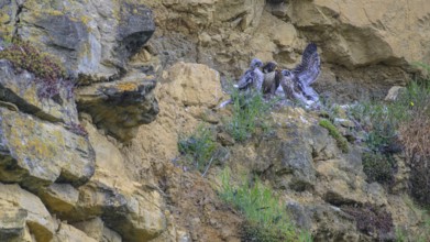 Peregrine falcon (Falco peregrinus), adult female in her habitat feeding nestlings in picturesque