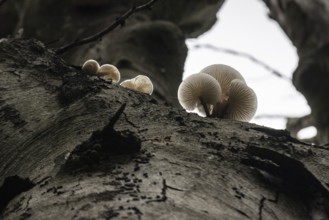 Ringed beech mucida (Oudemansiella mucida), Emsland, Lower Saxony, Germany