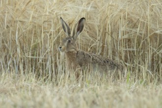 European brown hare (Lepus europaeus) adult animal in a farmland wheat field in summer, England,