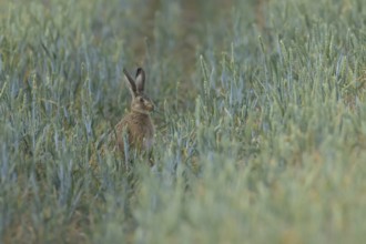 European brown hare (Lepus europaeus) adult animal feeding on a wheat plant in a farmland field in