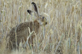 European brown hare (Lepus europaeus) adult animal feeding on a wheat sheath in a farmland field in