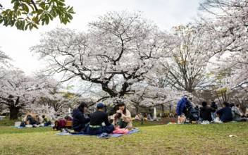 People picnicking under cherry blossoms in Yoyogi Park, Hanami Festival, Shibuya District, Tokyo,