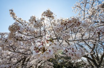 Cherry tree blossoms in spring, Yoyogi Park, Hanami Festival, Shibuya Ward, Shibuya District,