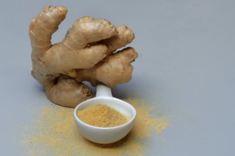 Ginger root and ginger powder in spoon, Zingiber officinale