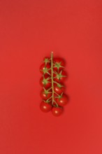 Tomatoes, tomato vine on red background