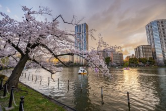 Paddleboats in lake at sunset, Shinobazu pond, lakeside cherry blossoms in spring, Hanami Festival,