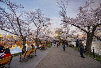 Lakeside path at sunset, Shinobazu Pond, lakeside cherry blossoms in spring, Hanami Festival, Ueno