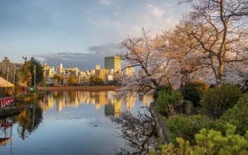 Skyscrapers reflected in lake at sunset, Shinobazu pond, lakeside cherry blossoms in spring, Hanami