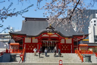 Shinto Shrine main building, Hanazono Shrine, cherry trees blooming in spring, Shinjuku City, Tokyo