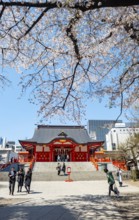 Shinto Shrine main building, Hanazono Shrine, cherry trees blooming in spring, Shinjuku City, Tokyo