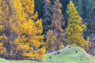 Chamois (Rupicapra rupicapra) in front of yellow larches (Larix), autumn, Zernez, Engadin,