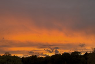 Fiery red evening sky with gray Cumulus fractus clouds above forest edge, Nimbostratus above,