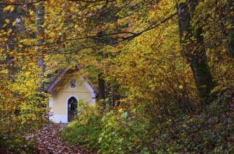 Deciduous trees, colorful autumn forest with counter chapel, Sankt Lorenz, Mondseeland,