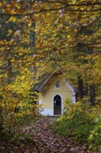 Deciduous trees, colorful autumn forest with counter chapel, Sankt Lorenz, Mondseeland,