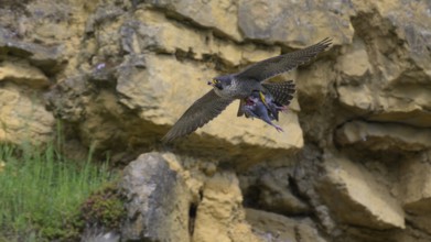 Peregrine falcon (Falco peregrinus), Peregrine falcon, flying with prey on a rock wall, biosphere