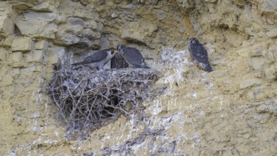Peregrine falcon (Falco peregrinus), Peregrine falcon, feeding young birds in a raven nest in a