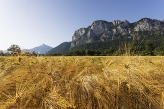 Agricultural Landscape, Hordeum Vulgare, Barley Field with Drachenwand and Schafberg, Mondsee,