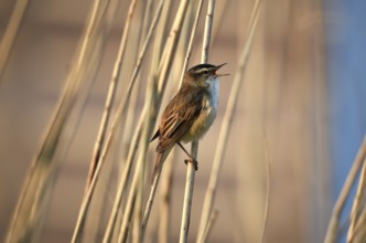 Reed warbler, (Acrocephalus schoenobaenus) singing in reeds, Schleswig-Holstein, Germany