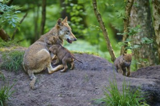 She-wolf with two puppies sitting in the forest showing care, wolf (Canis lupus), summer, Germany