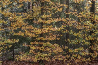 Beech trees (Fagus sylvatica) in autumn leaves, Emsland, Lower Saxony, Germany