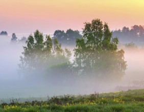 A misty field at sunrise with soft light illuminating trees and greenery, creating a serene