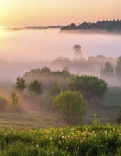 A misty field at sunrise with soft light illuminating trees and greenery, creating a serene