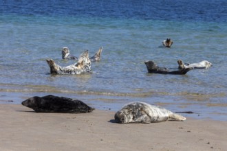 Seals and grey seals on the bathing dune of the island of Heligoland, Schleswig-Holstein, Germany