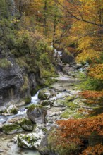 Stream in autumn in the Nothklamm, Gams, Palfau, Hieflau, Styria, Austria