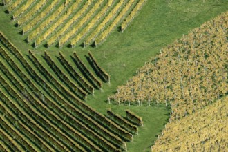 Typical landscape in autumn with vineyards, South Styrian hills, South Styrian wine route, Styria,