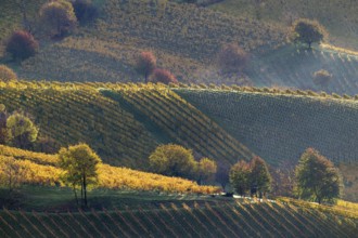 Sunrise, typical landscape in autumn with vineyards, South Styrian hills, South Styrian wine route,