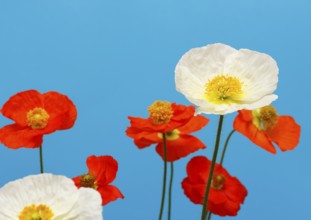 Icelandic poppy (Papaver nudicaule), flowers in the studio, blue background, North