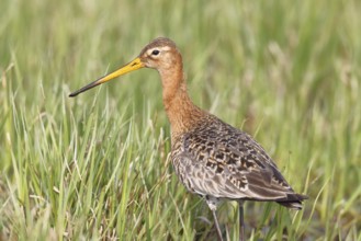 Blacktail (Limosa limosa) runs on the shore of a lake in a moor, snipe birds, wildlife, nature