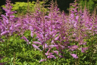 Magnificent spiers (astilbe), red flowers, plants, shrubs, gardens, Baden-Württemberg, Germany