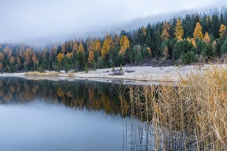 Lake Staz, mountain lake, mixed forest with larch (Larix) in autumn, common reeds (Phragmites
