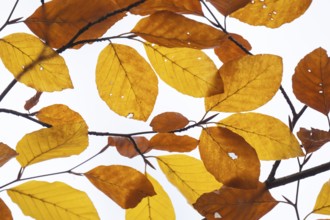 Yellow-brown colored beech leaves against white background, autumn, Stuttgart, Germany