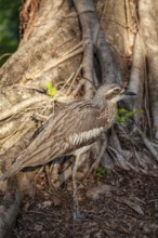 Long-tailed weet Burhinus grallarius in the forest, Queensland Australia