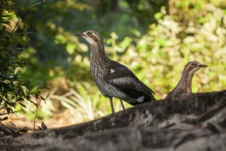 Long-tailed weet Burhinus grallarius in the forest, Queensland Australia