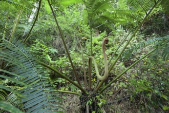The impressive royal fern Angiopteris evecta in the tropical rainforest of Queensland Australia