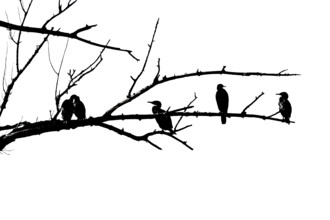 Cormorants (Phalacrocoracidae) sit on the branches of a dead tree, Drake, Lower Middle Rhine