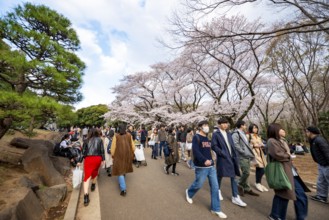 Visitors walking through the park under cherry blossoms, Yoyogi Park, Hanami Festival, Shibuya