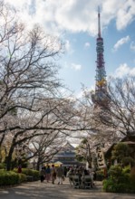 Buddhist temple complex Zojo-ji Temple and Tokyo Tower, cherry blossom in spring, Tokyo, Japan