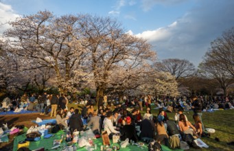 Japanese people picnicking under cherry blossoms in Yoyogi Park, in the evening light, Hanami