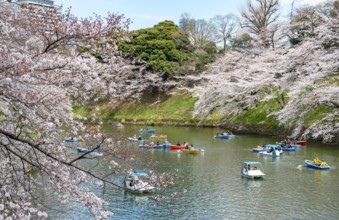 Chidorigafuchi Canal with rowing boats, blooming cherry trees on the shore, castle moat, Japanese