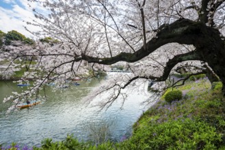 Blooming cherry trees on the banks of Chidorigafuchi Canal, Japanese cherry blossoms in spring,